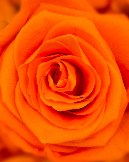 The Heart of the Monarch